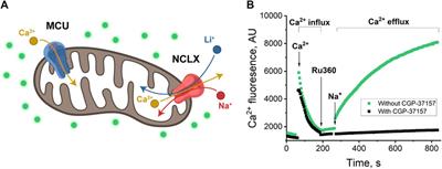 Effects of lithium isotopes on sodium/lithium co-transport and calcium efflux through the sodium/calcium/lithium exchanger in mitochondria